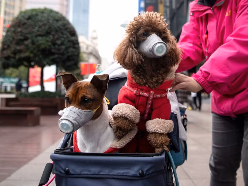 Đã từng có 2 chú chó ở Hồng Kông bị nhiễm virus corona (Ảnh: CNN) Đã từng có 2 chú chó ở Hồng Kông bị nhiễm virus corona (Ảnh: CNN)