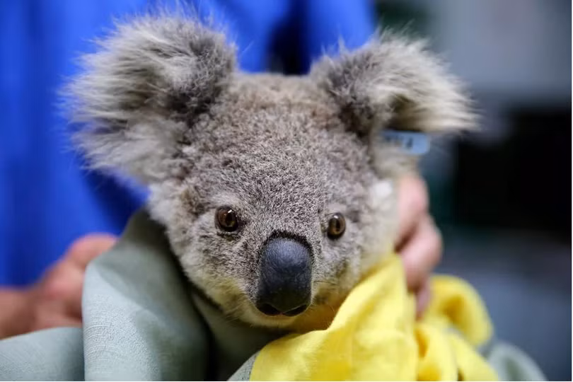 Một chú gấu Koala may mắn được cứu sống trong đám cháy (Ảnh: The Verge)