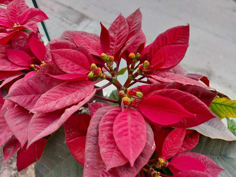 Những bức ảnh chụp ngoài trời của chiếc S10 Lite (Ảnh: Android Authority)