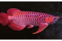 13 người nhập viện sau bữa ăn trứng cá rồng