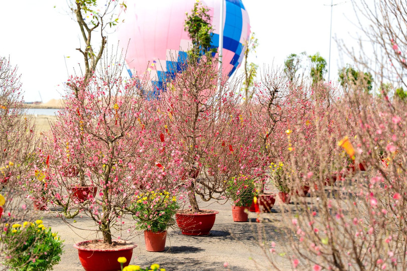 Khu trưng bày hoa đào, hoa mai tạo nên "cung đường hoa xuân" đầy sắc màu.