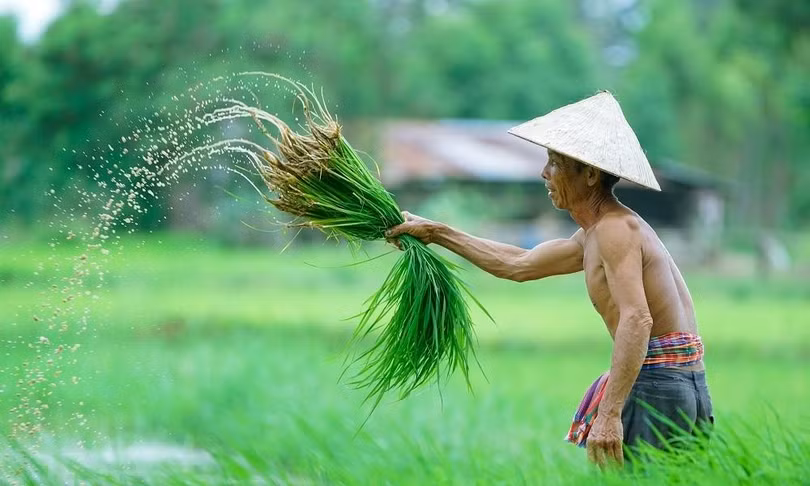 Việt Nam cần phát huy lợi thế nông nghiệp hơn trước. Ảnh: Internet.