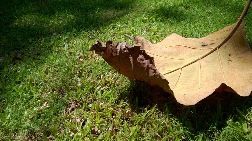  Để chụp ảnh đẹp hơn với điện thoại - Phần 2 ảnh 1