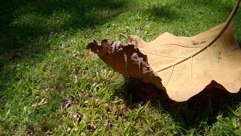  Để chụp ảnh đẹp hơn với điện thoại - Phần 2 ảnh 1