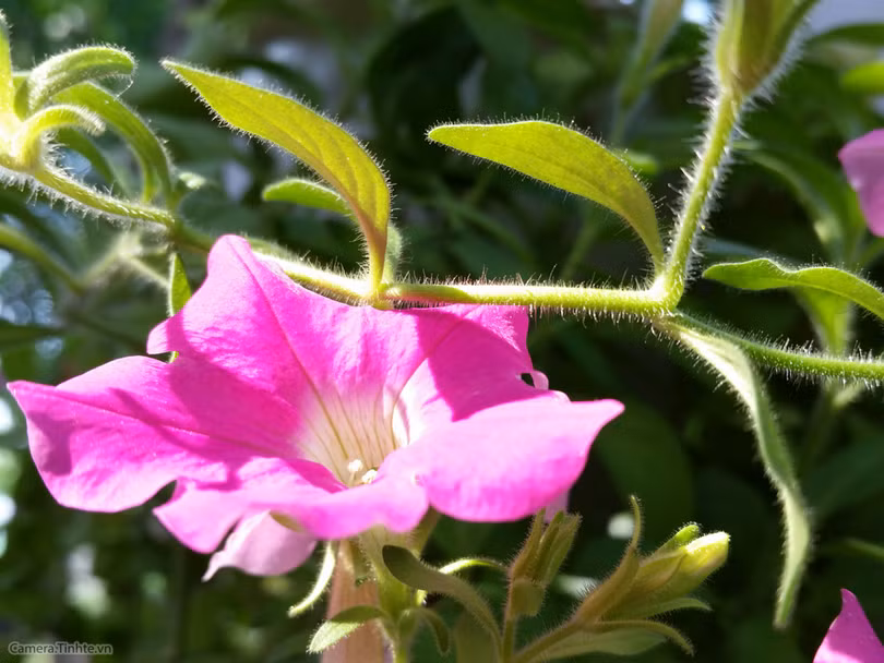  Để chụp ảnh đẹp hơn với điện thoại - Phần 2 ảnh 5