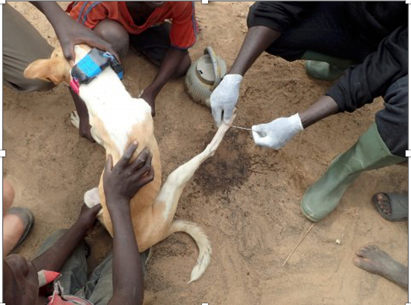 Chó nhà bi nhiễm giun rồng.png