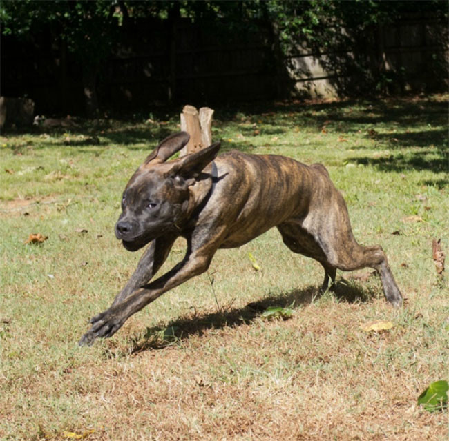 22 hình ảnh về động vật dễ gây nhầm tưởng nhất hệ mặt trời ảnh 8