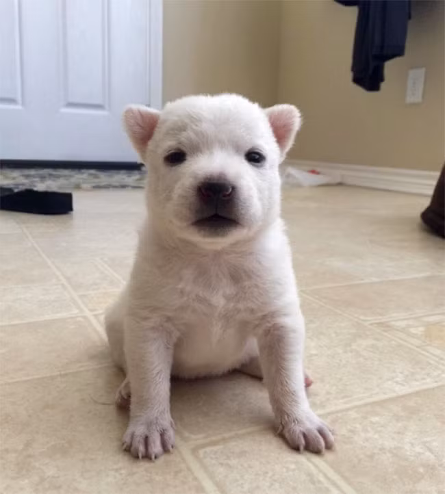 22 hình ảnh về động vật dễ gây nhầm tưởng nhất hệ mặt trời ảnh 16