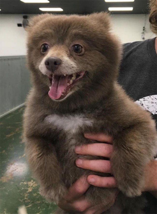 22 hình ảnh về động vật dễ gây nhầm tưởng nhất hệ mặt trời ảnh 4