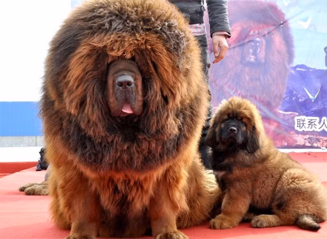 22 hình ảnh về động vật dễ gây nhầm tưởng nhất hệ mặt trời ảnh 1