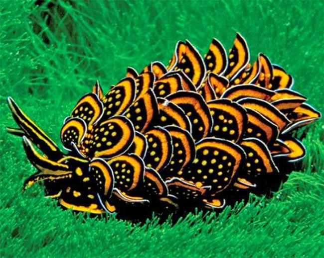 22 hình ảnh về động vật dễ gây nhầm tưởng nhất hệ mặt trời ảnh 3