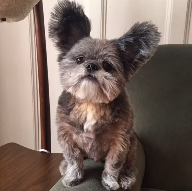 22 hình ảnh về động vật dễ gây nhầm tưởng nhất hệ mặt trời ảnh 13