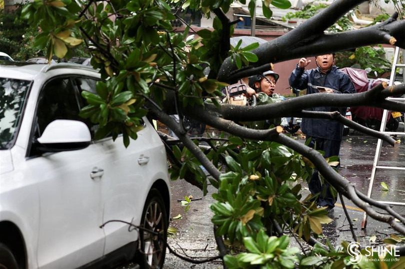 Cây đổ vào một xe ô tô tại quận Minhang, Thượng Hải (Ảnh: SHINE.CN)