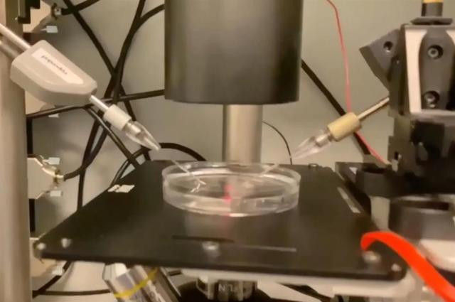 Robot tiêm tinh trùng của Overture Life(Ảnh: NewYorkpost).