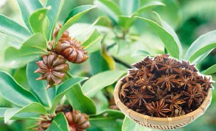 Hoa hồi là dược liệu quý, cũng để làm gia vị trong thực phẩm