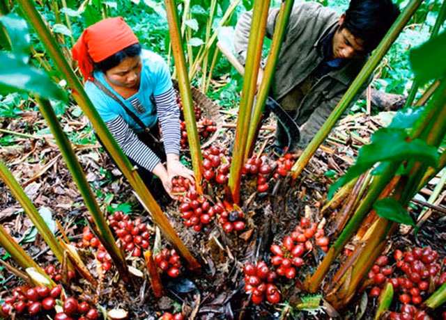 Thảo quả là một trong các cây dược liệu quý được phát triển mạnh ở Điện Biên (ảnh: Dienbienphu)
