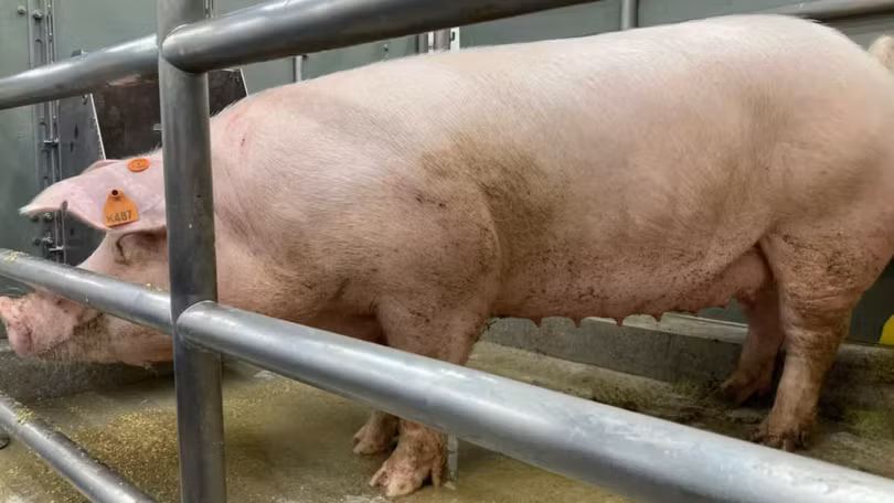 PorMedTec sẽ phát triển các hệ thống giúp đảm bảo vệ sinh cho đàn lợn được nuôi vì mục đích y tế.