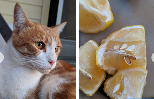 10 mẹo để có những bức hình chân dung tuyệt đẹp trên Pixel 2 XL ảnh 6