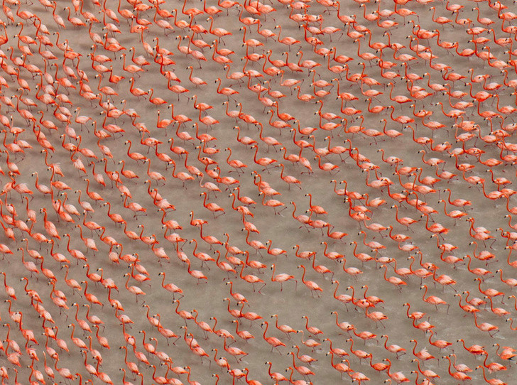 Hồng hạc ở Mexico.