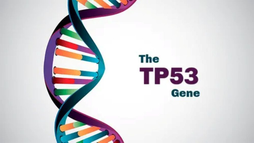 gene TP53.jpg