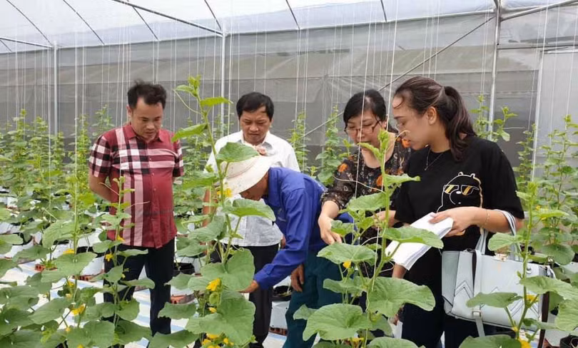 Cán bộ Sở KH&CN tư vấn, hướng dẫn người dân áp dụng các mô hình nông nghiệp thông minh vào sản xuất.