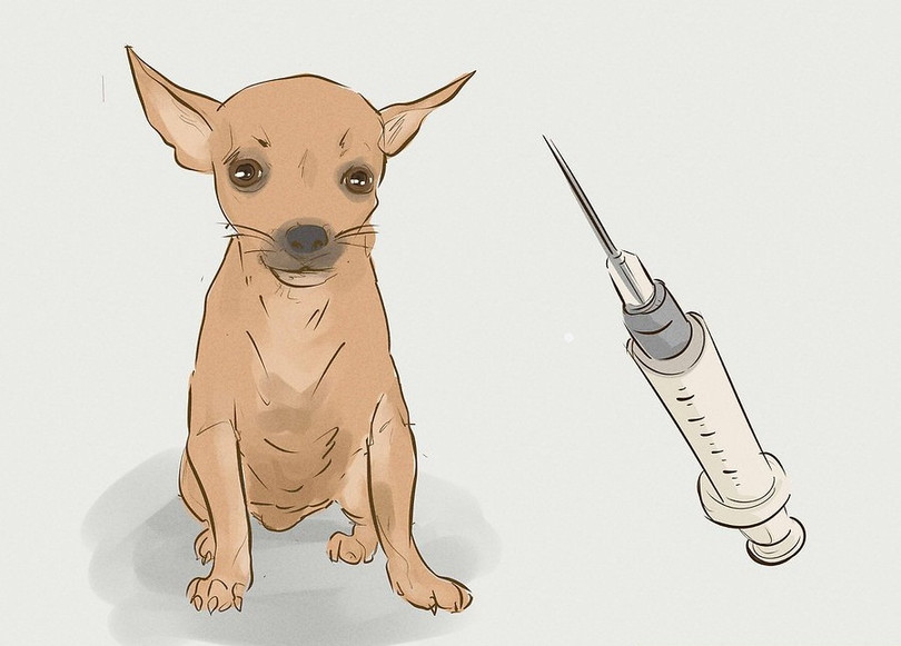 Chủ động tiêm ngừa cho vật nuôi trong nhà để phòng ngừa bệnh dại. Ảnh: Wikihow Chủ động tiêm ngừa cho vật nuôi trong nhà để phòng ngừa bệnh dại. Ảnh: Wikihow