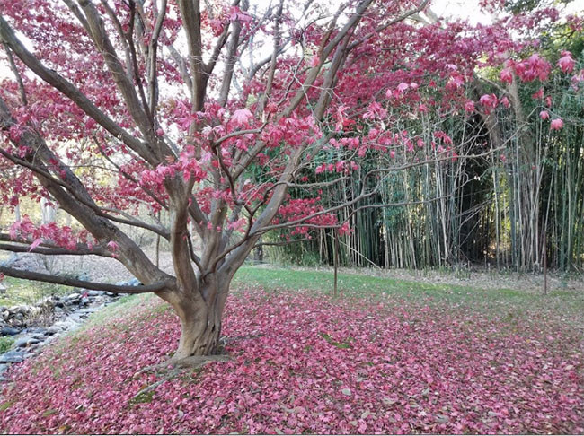 Essential Phone – sự lựa chọn mới cho fan Android thích thiết kế iPhone X ảnh 5