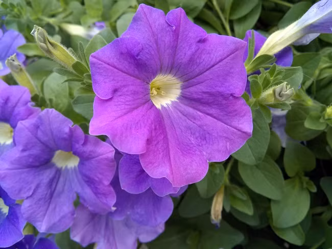 Motorola Moto E4 có phải là chiếc smartphone giá rẻ tốt nhất hiện nay? ảnh 5