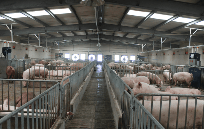 Dịch Liên cầu khuẩn ở lợn đang có ở 4 tỉnh Đông Bắc Thái Lan (Ảnh: Singtao)