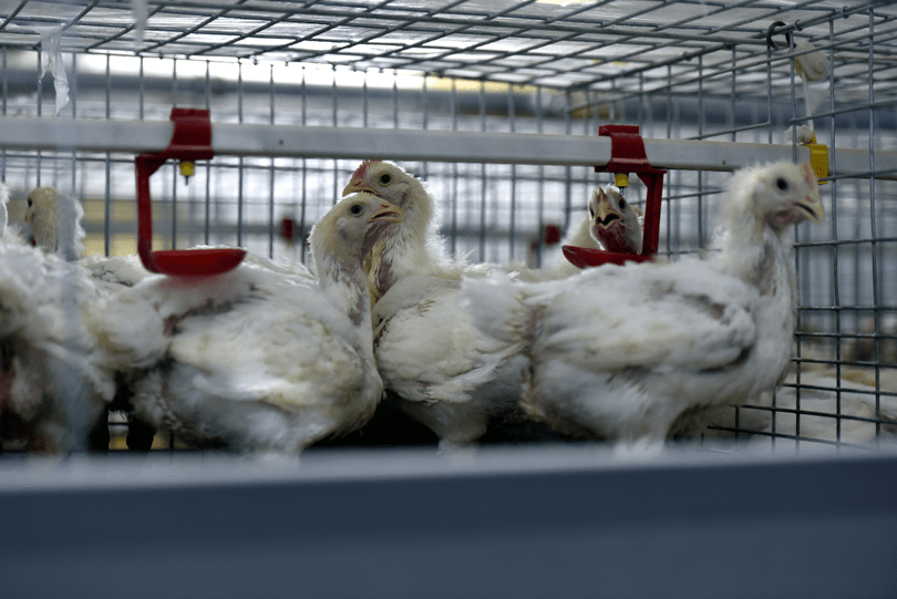 Thit ga My chịu thue tang.png