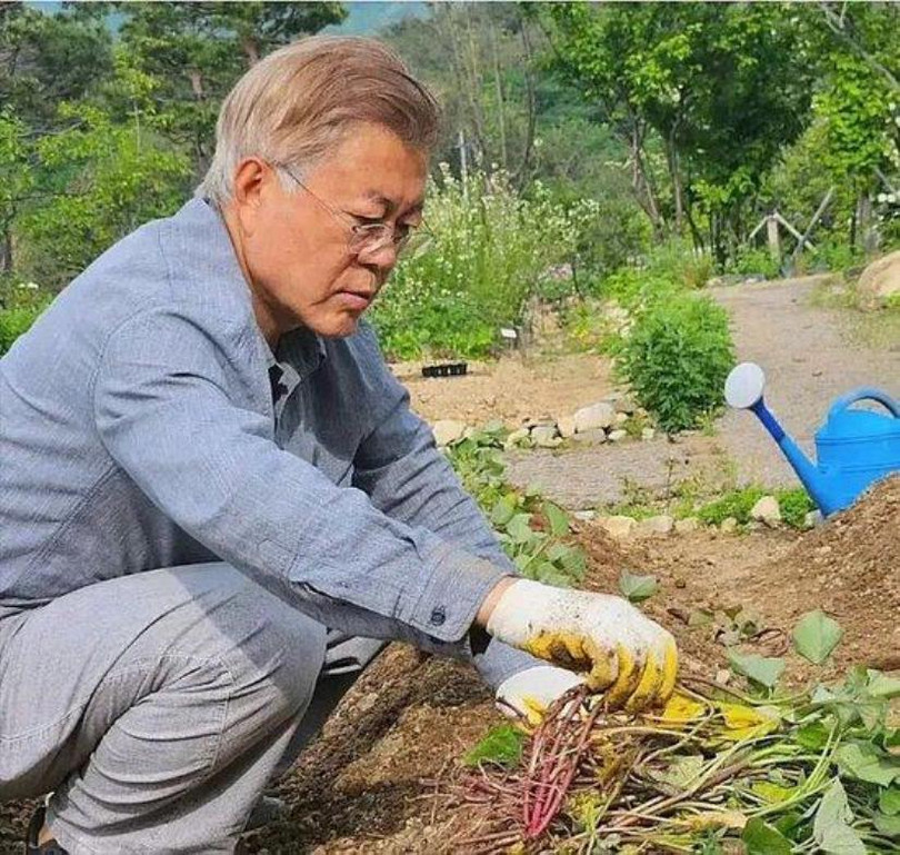 Moon Jae In lam vuon.jpg