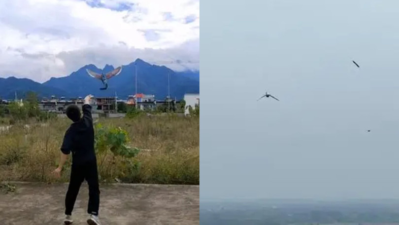 Chim Cắt phỏng sinh.jpg