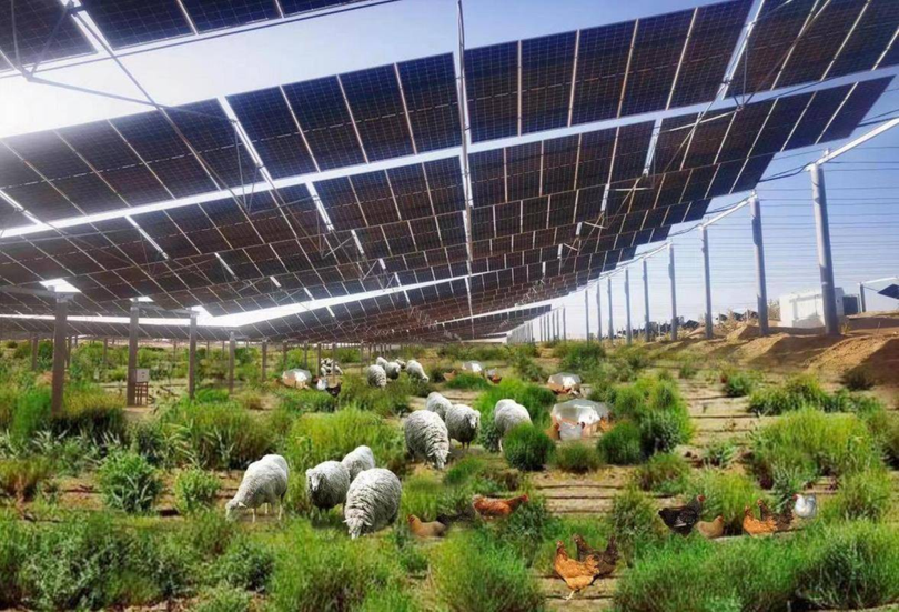 Nuôi cừu dưới các tấm quang điện.png