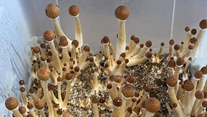 Nấm trong phòng thí nghiệm của Madrigal. Ảnh NoCamels