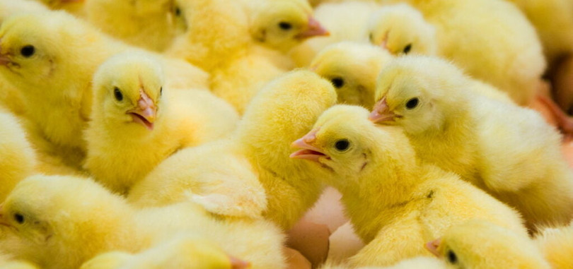 Gà con mới nở. Công nghệ của Soos cứu những chú gà con đực bằng phương pháp sử dụng sóng âm để biến thành con cái. Ảnh NoCamels