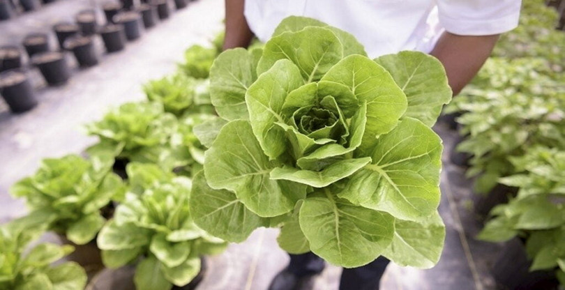 Pigmentum, công ty khởi nghiệp của Israel đã canh tác rau diếp biến đổi gen để tạo ra sữa và những sản phẩm từ sữa khác. Ảnh NoCamels