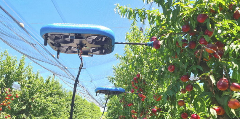 Robot bay tự động (FAR) hái trái cây duy nhất trên thế giới. Ảnh NoCamels