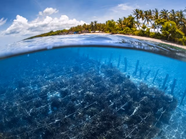 Nuôi trồng rong biển giảm khí thải nhà kính, đảm bảo an ninh lương thực. Ảnh E&T