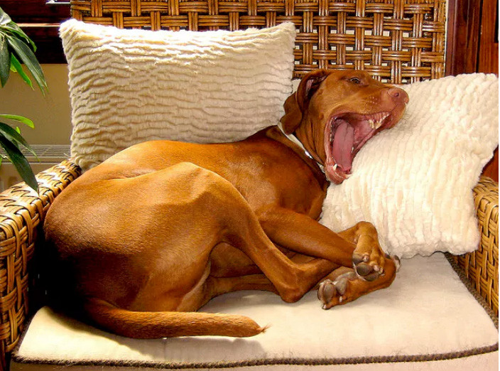 12 điều chú chó muốn nhắn gửi tới bạn qua hành động ảnh 8