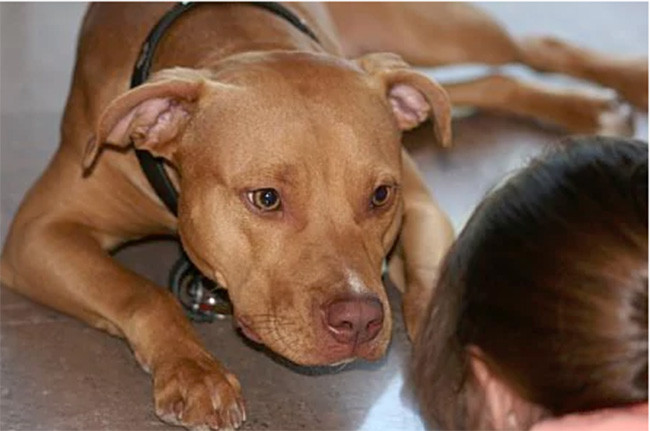 12 điều chú chó muốn nhắn gửi tới bạn qua hành động ảnh 1