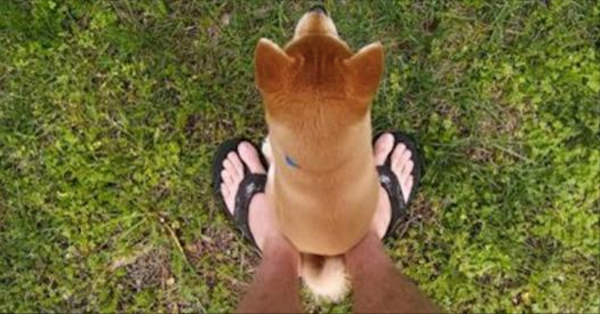 12 điều chú chó muốn nhắn gửi tới bạn qua hành động ảnh 6