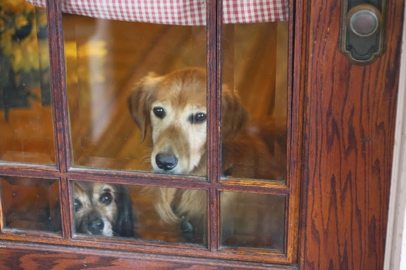 12 điều chú chó muốn nhắn gửi tới bạn qua hành động ảnh 12