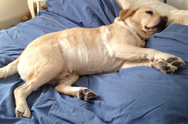 12 điều chú chó muốn nhắn gửi tới bạn qua hành động ảnh 11