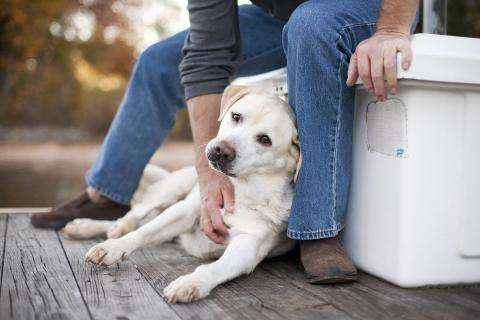 12 điều chú chó muốn nhắn gửi tới bạn qua hành động ảnh 9