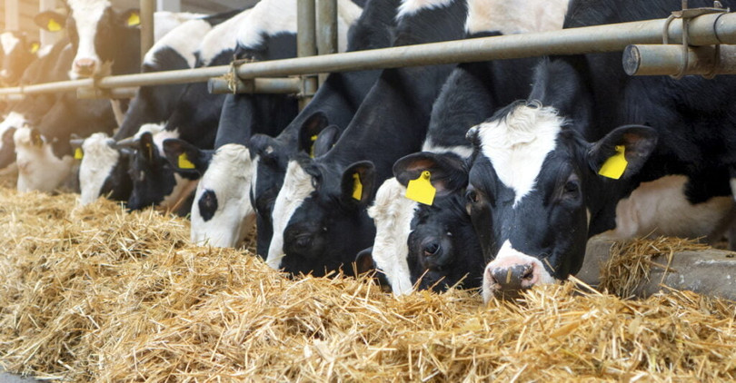 Bò có thể truyền vi khuẩn có khả năng kháng thuốc kháng sinh cho người, qua thịt và sữa. Ảnh NoCamels