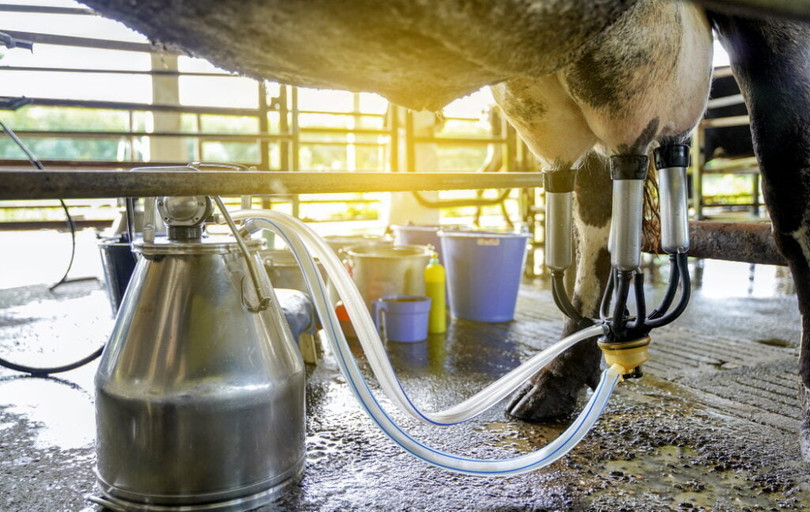 Thuốc kháng sinh được sử dụng rộng rãi để ngăn ngừa nhiễm trùng bầu vú ở đàn bò sữa. Ảnh NoCamels