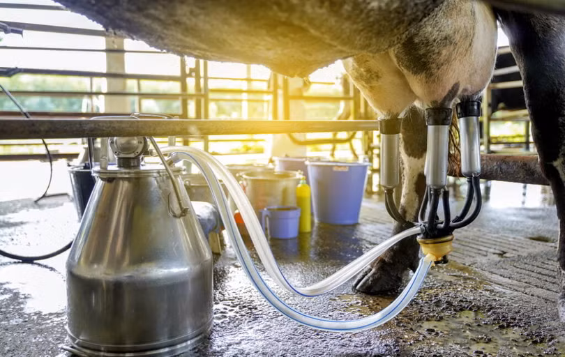 Thuốc kháng sinh được sử dụng rộng rãi để ngăn ngừa nhiễm trùng bầu vú ở đàn bò sữa. Ảnh NoCamels Thuốc kháng sinh được sử dụng rộng rãi để ngăn ngừa nhiễm trùng bầu vú ở đàn bò sữa. Ảnh NoCamels