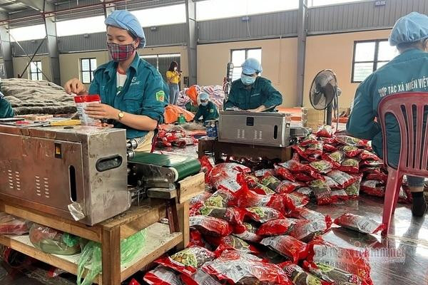 Trong bối cảnh dịch bệnh, thu nhập bình quân của Hợp tác xã Miến Việt Cường vẫn được duy trì ổn định từ 6 – 9 triệu đồng/người/tháng.