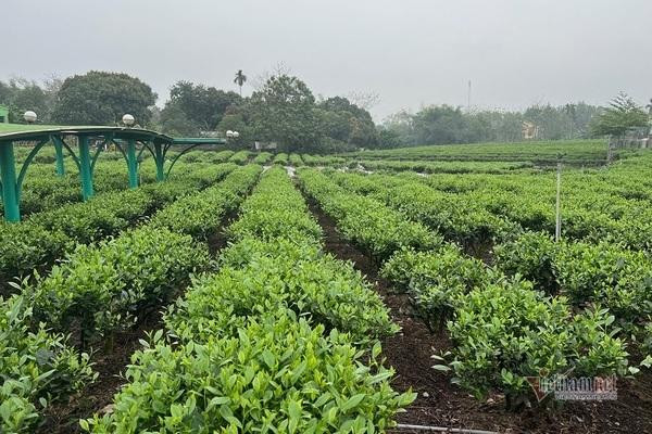 Sản phẩm chè Hảo Đạt được sản xuất theo tiêu chuẩn VietGap.