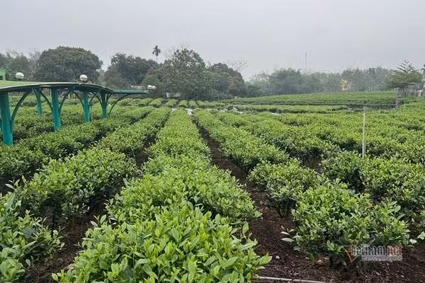 Sản phẩm chè Hảo Đạt được sản xuất theo tiêu chuẩn VietGap. Sản phẩm chè Hảo Đạt được sản xuất theo tiêu chuẩn VietGap.